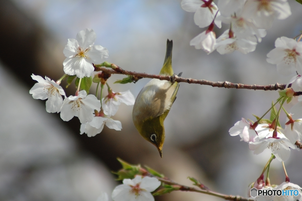 逆さまでイナバウワー