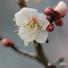 春よ来て