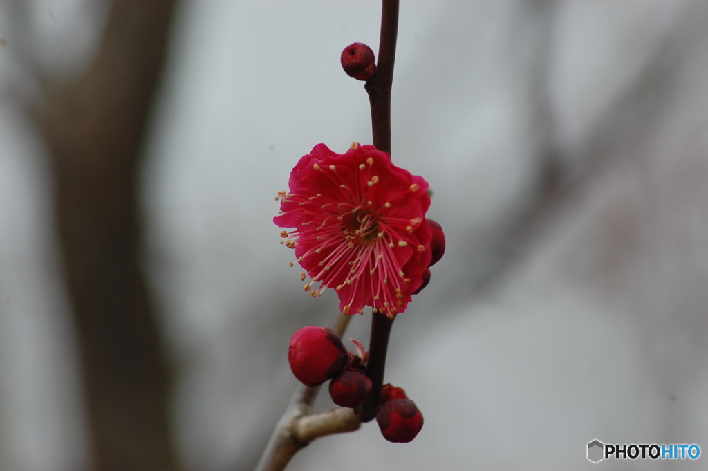 紅梅