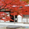 庭先の紅葉