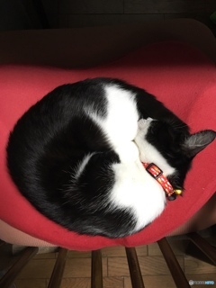 ニャンモナイト