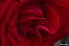 深紅