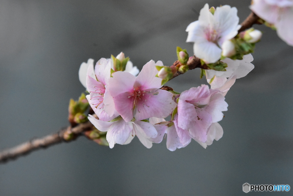 四季桜