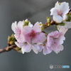 四季桜