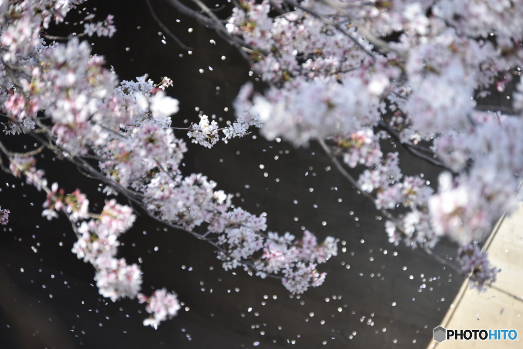 桜舞う