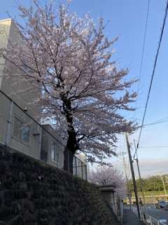 春の学び舎-2