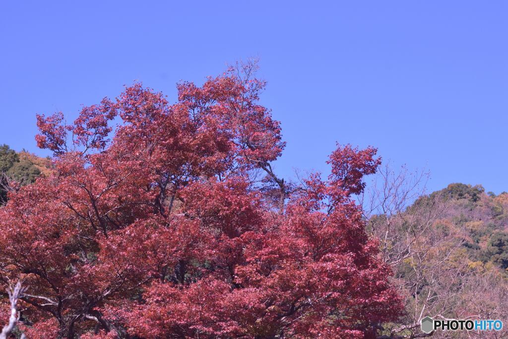 晩秋間近