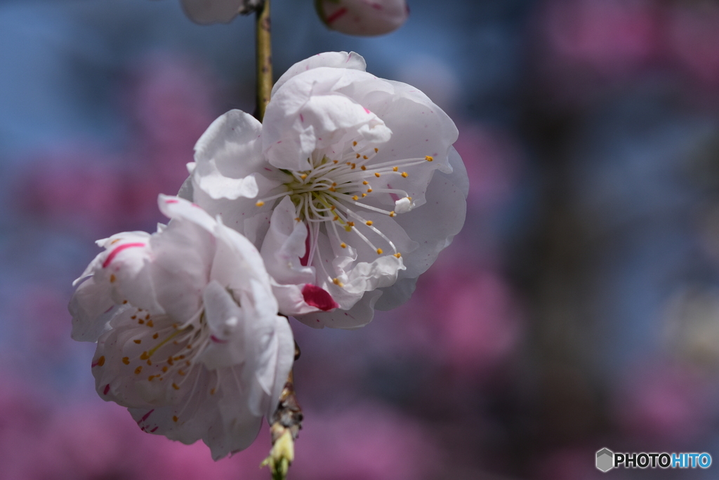 花桃