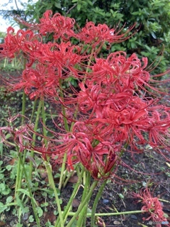 台風去り彼岸花