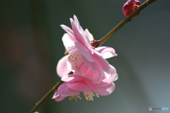 梅三花