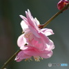 梅三花