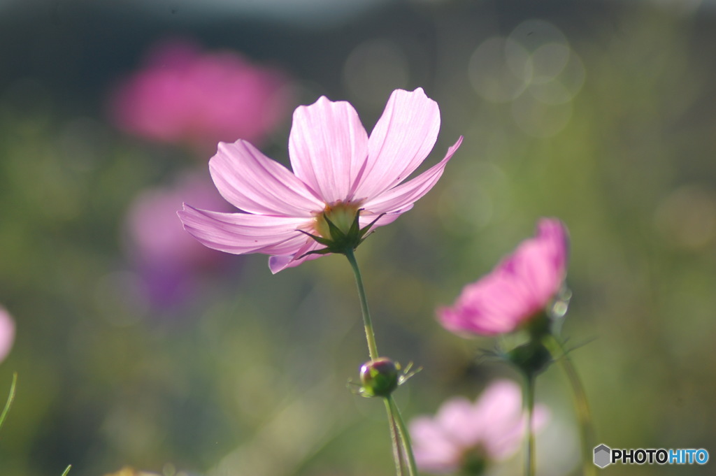 秋桜-2