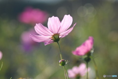 秋桜-2