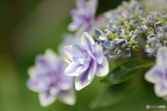 紫陽花月間-5
