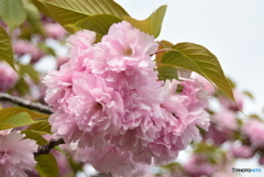 八重桜