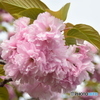 八重桜