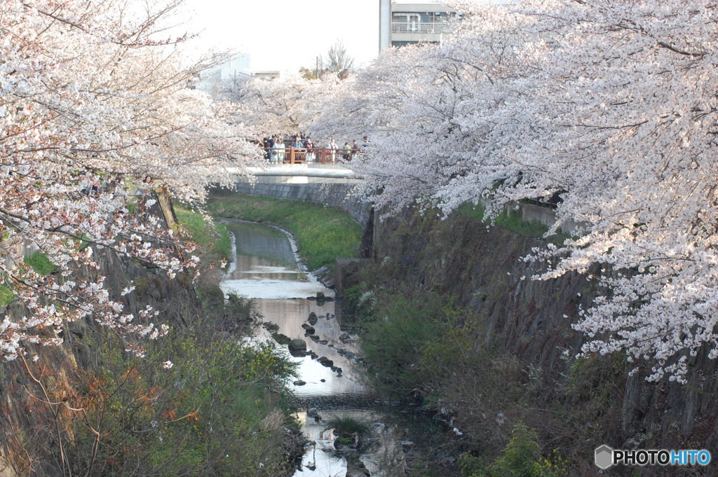 桜日和-2