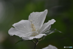 雨上がりの午後