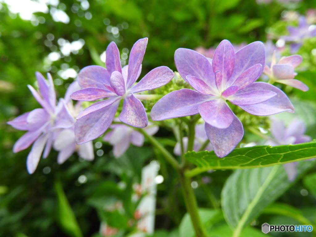 紫陽花月間-3