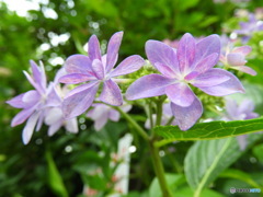 紫陽花月間-3