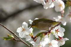 春のご馳走