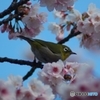 メジロさんいらっしゃい