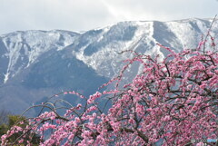 雪解け間近