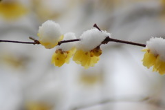寒さに負けず-2