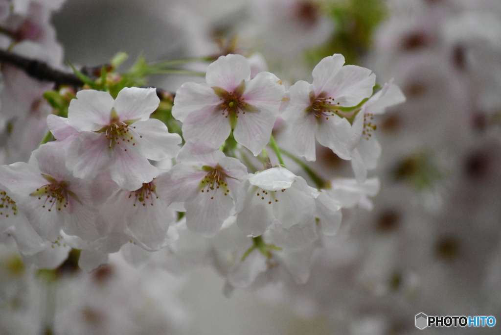 桜八分