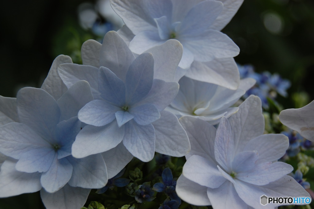 紫陽花-1