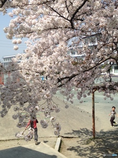 校庭の桜