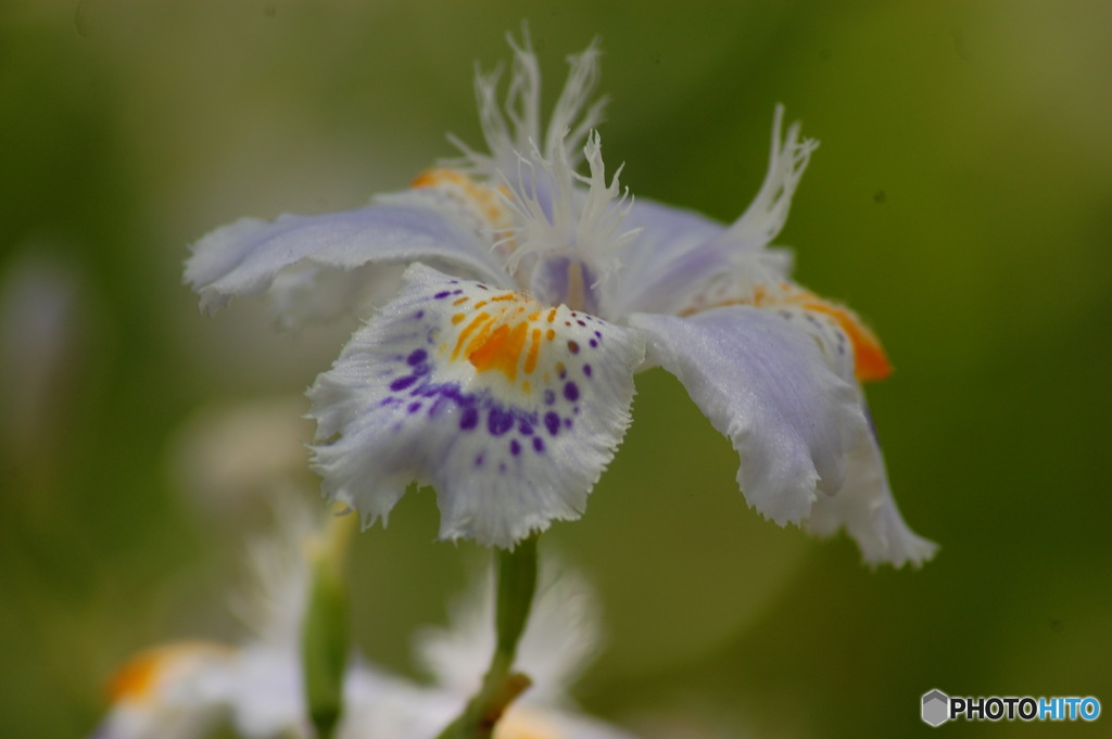 シャガの花