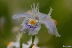 シャガの花