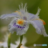 シャガの花