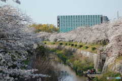 桜日和