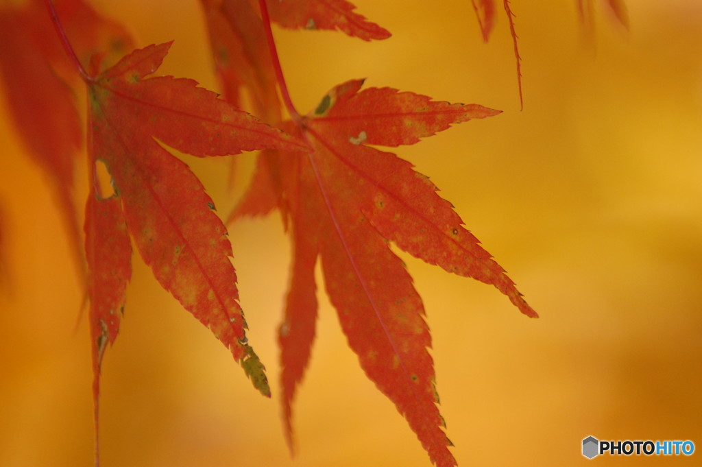 紅葉の木陰