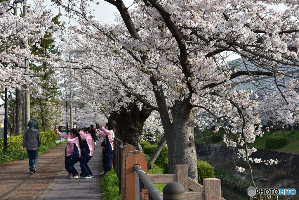チーム　SAKURA
