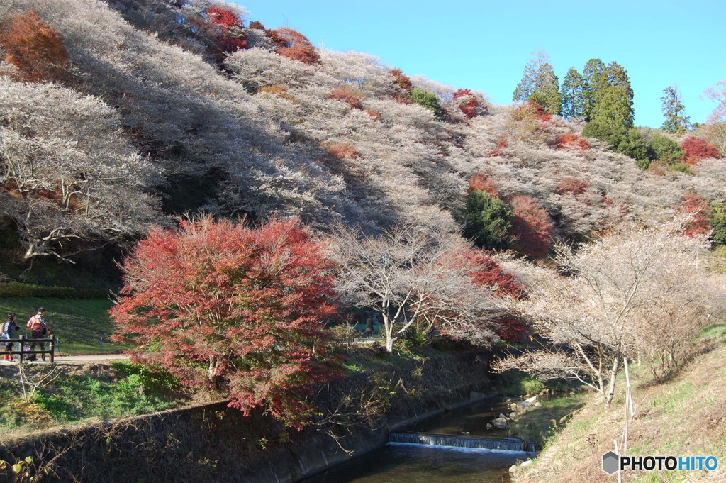 紅葉と四季桜Ⅲ