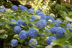紫陽花月間