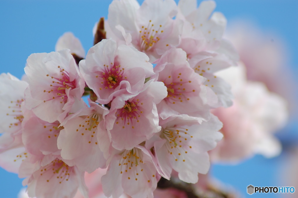 大寒桜