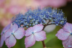紫陽花月間－７