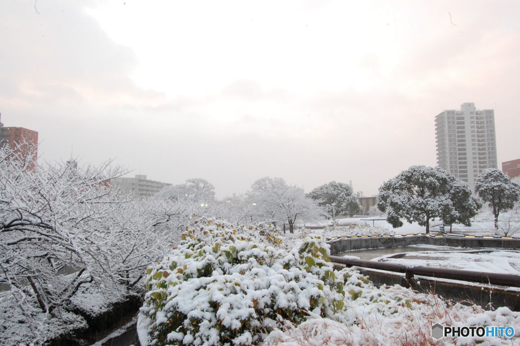 雪の朝-3