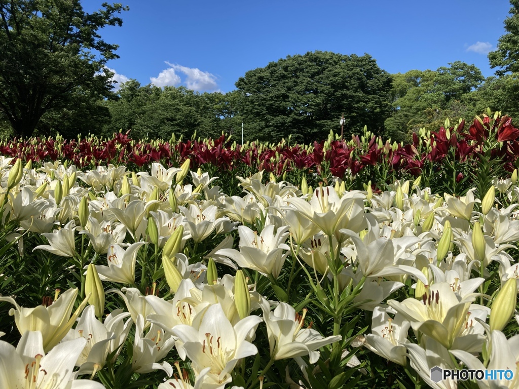 午後の公園