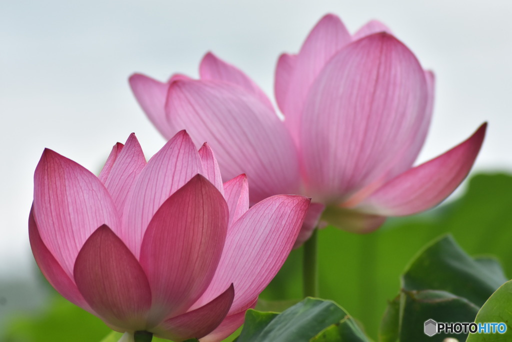 ハスの花  3