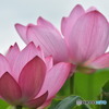 ハスの花  3