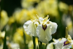 菖蒲