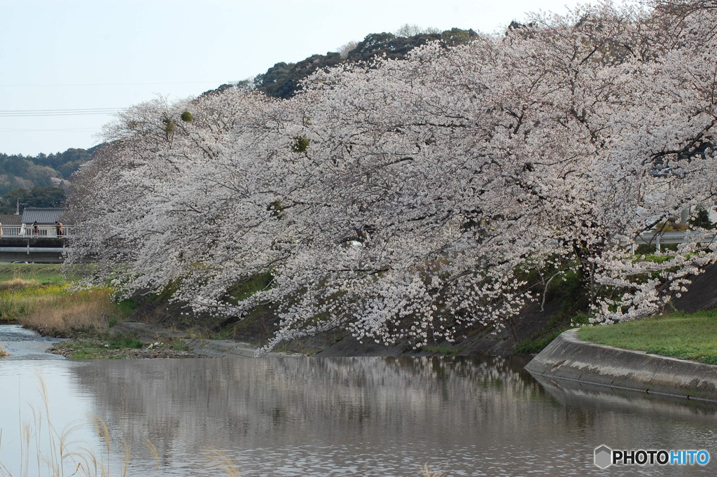 やっぱ桜でしょう