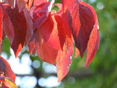 街路樹の紅葉