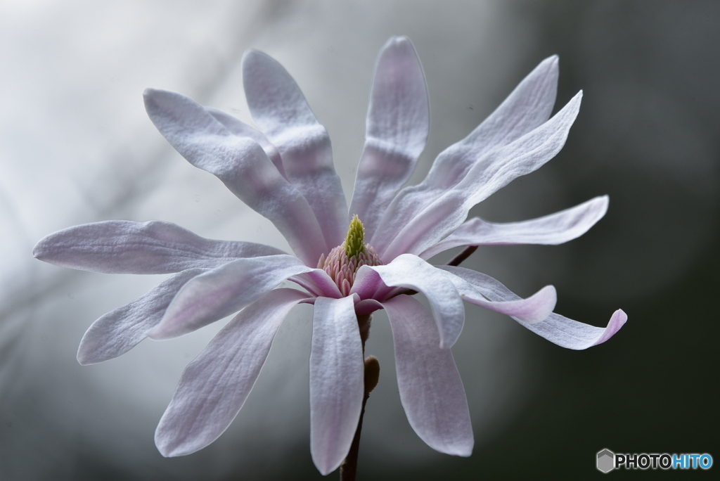 シデコブシの花