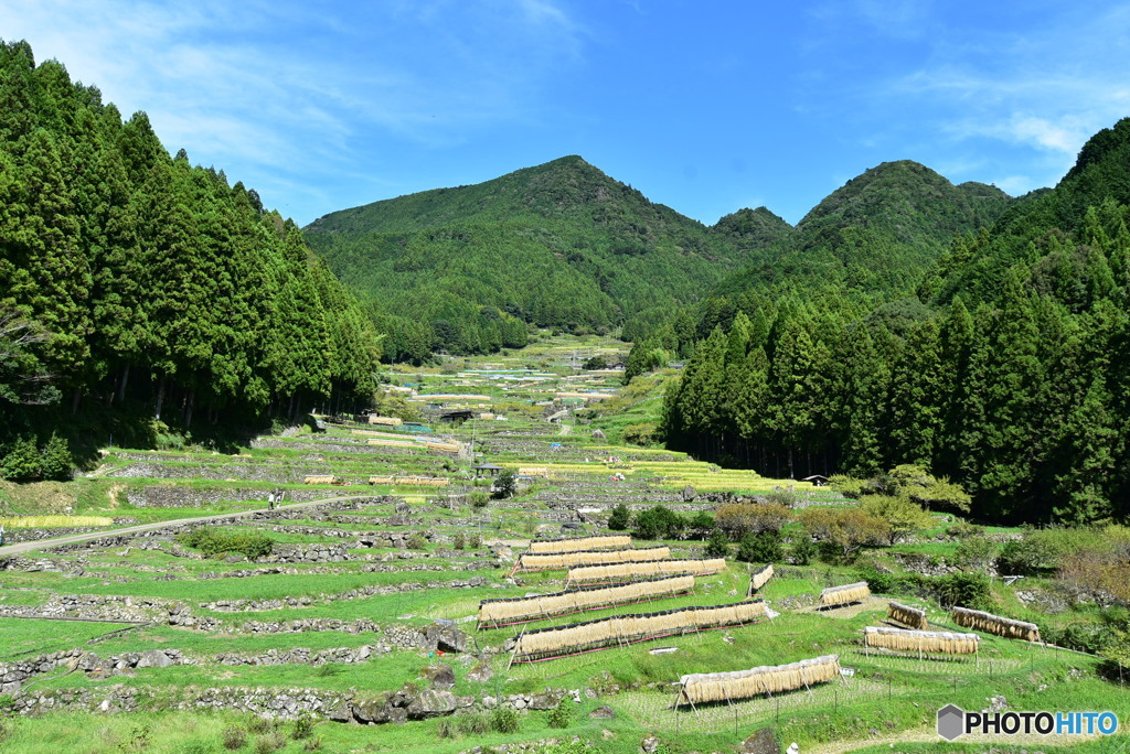 棚田の収穫
